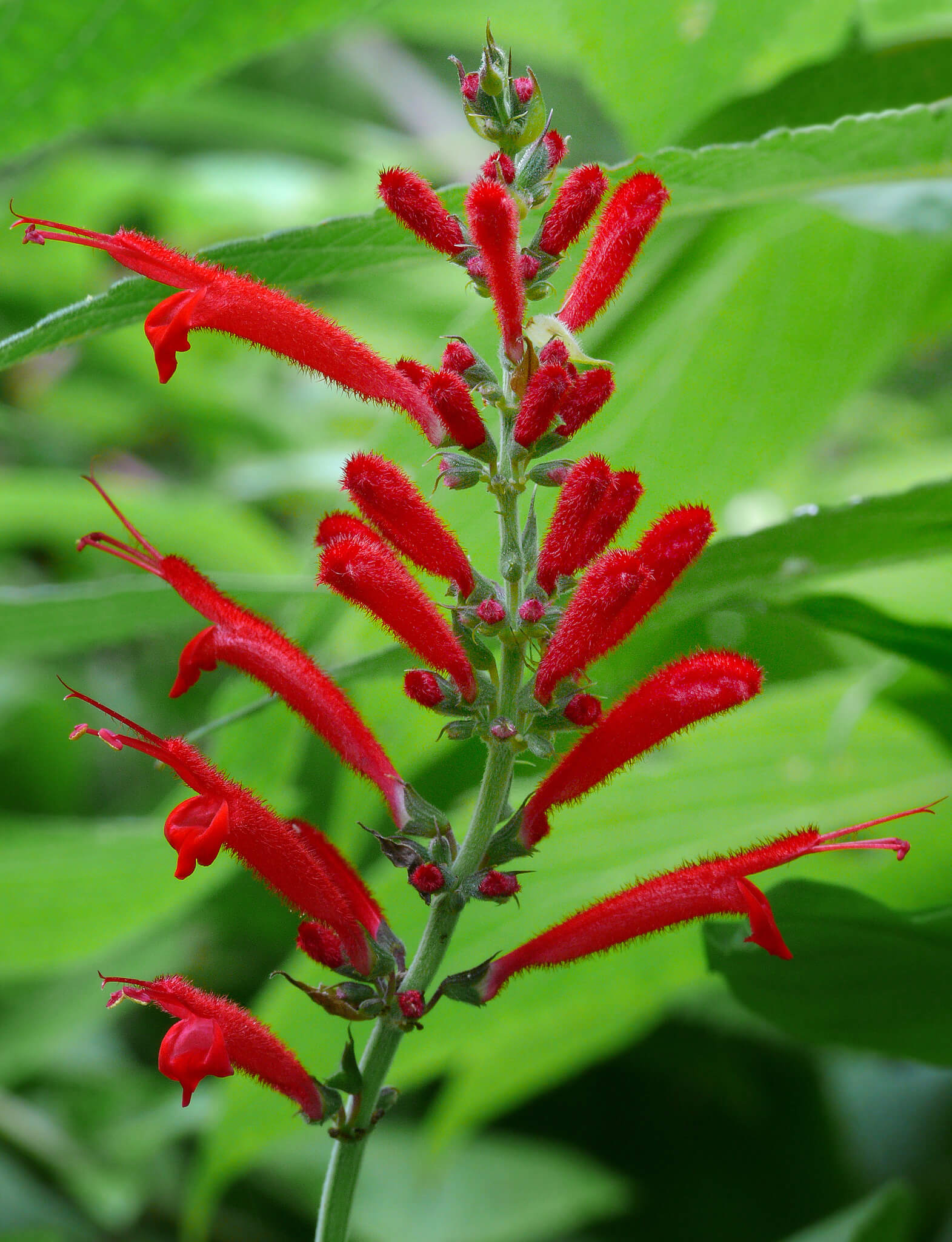 Salvia cinnabarina